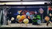 Freshwater Aquarium Fish _ aquarium beautiful discus of vietbacmedia-WB2yqcz_P