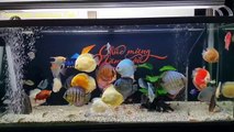 Freshwater Aquarium Fish _ aquarium beautiful discus of vietbacmedia-WB2yqc