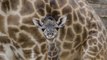 Houston Zoo Welcomes Baby Giraffe