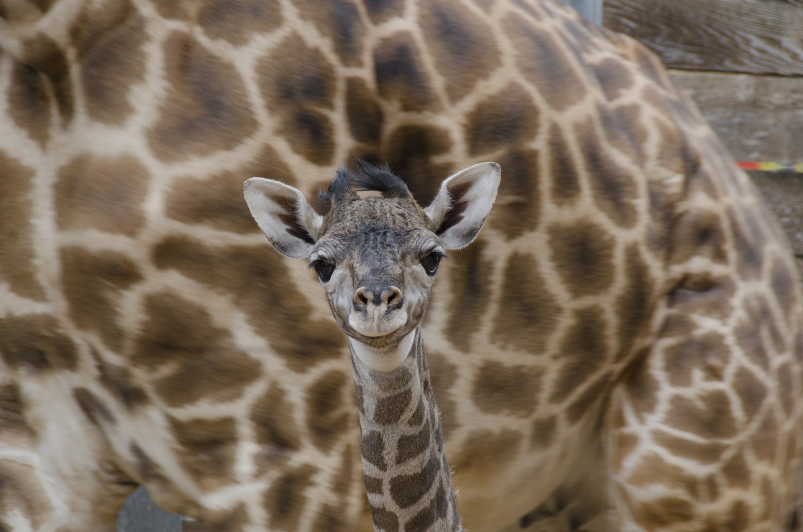 ⁣Houston Zoo Welcomes Baby Giraffe