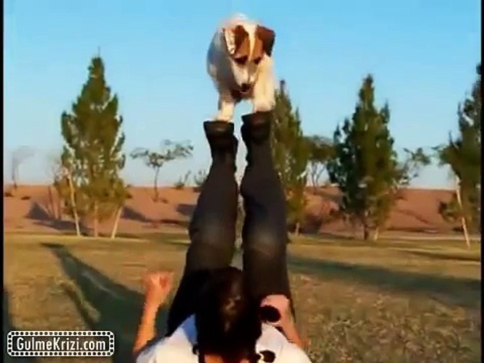 Akıllı Köpekler bir başka oluyor aynı zamanda mükemmel bir arkadaş