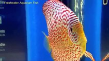 The International Competition - Discus fish-aQ