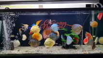 Freshwater Aquarium Fish _ aquarium beautiful discus of vietbacmedia-WB2