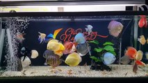 Freshwater Aquarium Fish _ aquarium beautiful discus of vietbacmedia-WB2yqcz