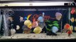 Freshwater Aquarium Fish _ aquarium beautiful discus of vietbacmedia-WB2yqcz