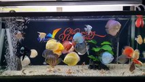 Freshwater Aquarium Fish _ aquarium beautiful discus of vietbacmedia-WB2y