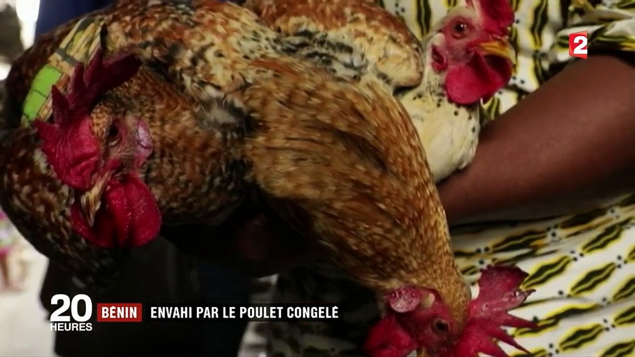 Bénin : le poulet congelé européen concurrence les élevages locaux