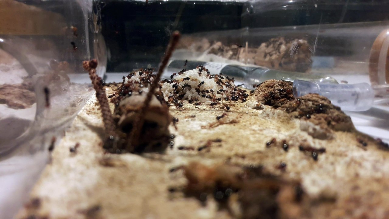 Crématogaster scutellaris avec couvain