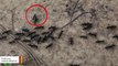 Stunning Video Shows Ants Carrying Injured Nestmate Back Home
