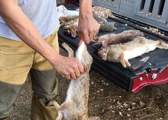 How to Skin a Rabbit Like a Duck—Sorta