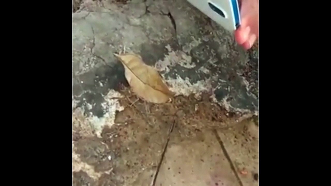 Nature Is Absolutely Incredible !! WOW !!