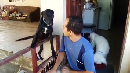 Download Video: Canino culpado fez algo ruim. Confira como ele pede desculpas…Isso é MUUUUUITO FOFO!!