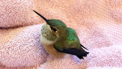 Un colibrí rescatado espera pacientemente su cena... Pero mira lo que hace cuando finalmente llega.