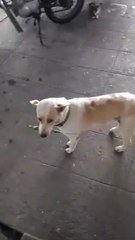 Elle lui a sauvé la vie et depuis il lui apporte un cadeau tous les jours ! WOW !