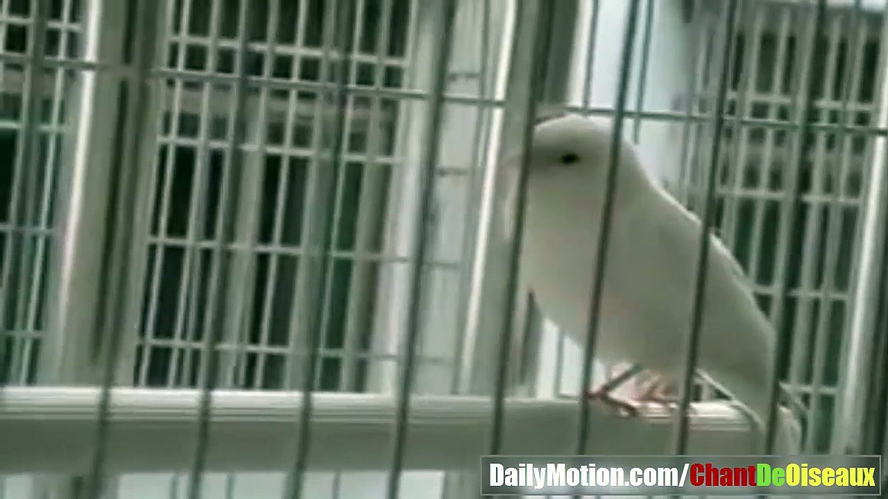 meilleur chant de canari blanc