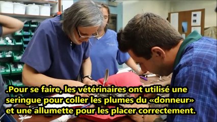 De nouvelles ailes pour un perroquet gravement brûlé