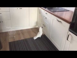Climbing Cockatoo Goes Up and Down Repeatedly