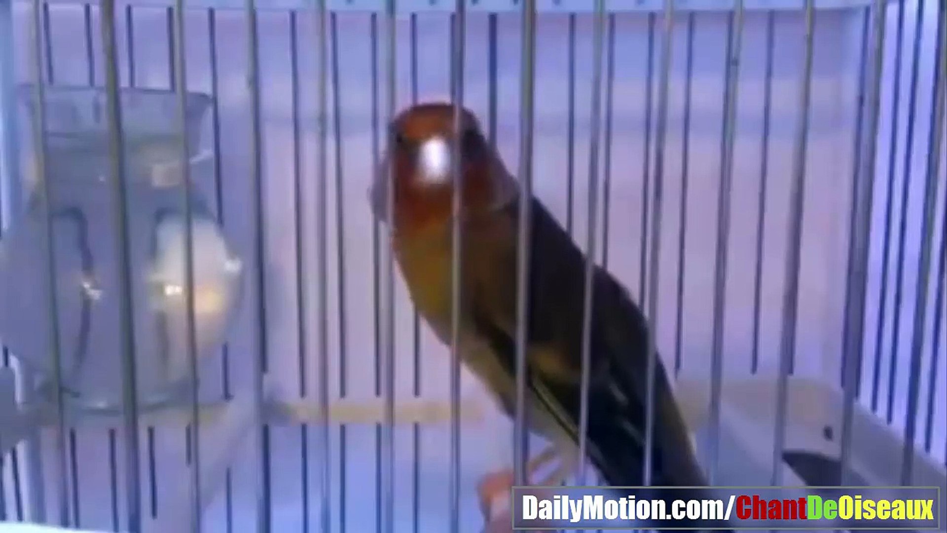 Un Magnifique Chant De Mulet Rare 2017 Amazing Mulet Singing