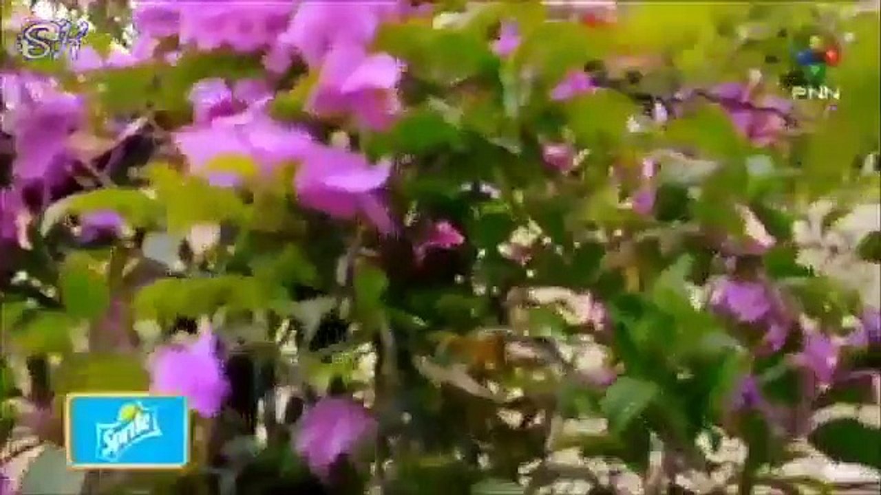 មន្តស្នេហ៍ក្រមុំបាយឆា Part 14