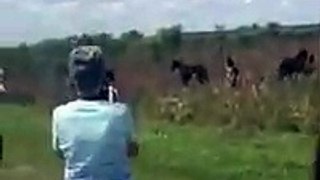 Horse Stomps on Alligator in Florida