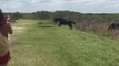 Only in Florida: Horse Attacks Alligator, Both Walk Away