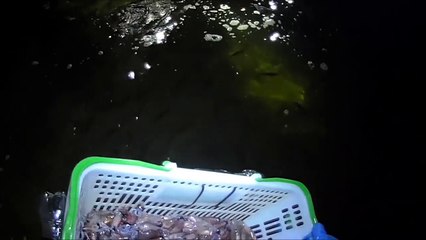 ホタルイカ爆湧き（長編）2016 4 9