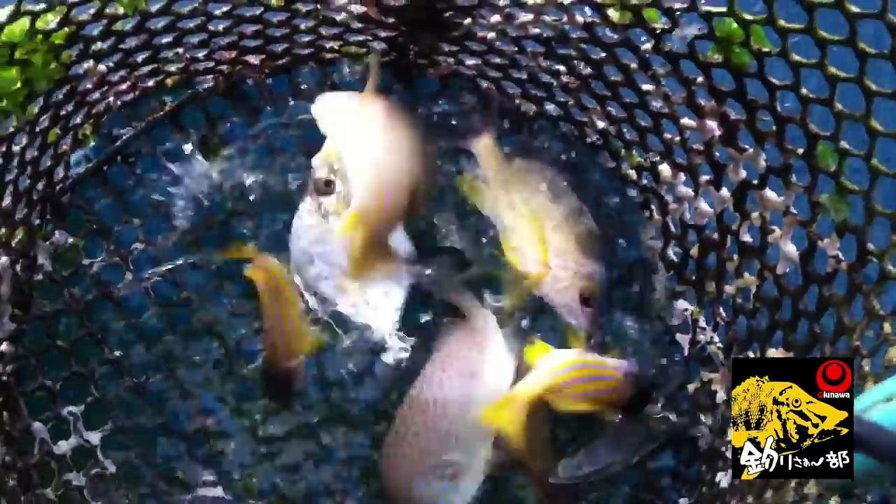 【本部イカダ】カーエー釣るなら本部いかだ？　沖縄釣りさぁ〜部 その２０