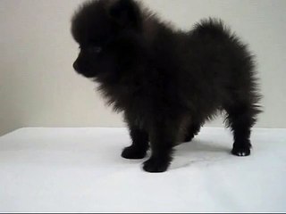 飯田祐巳が気になる丸っとしたかわいいアニマル (2)