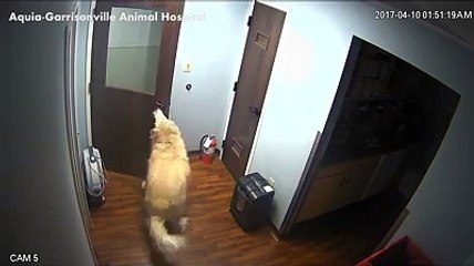Perro abre puertas con el hocico y escapa de veterinaria