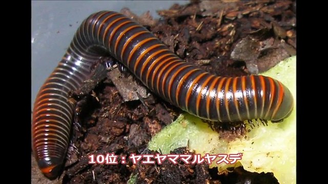 閲覧注意 気持ち悪い虫ランキング Video Dailymotion