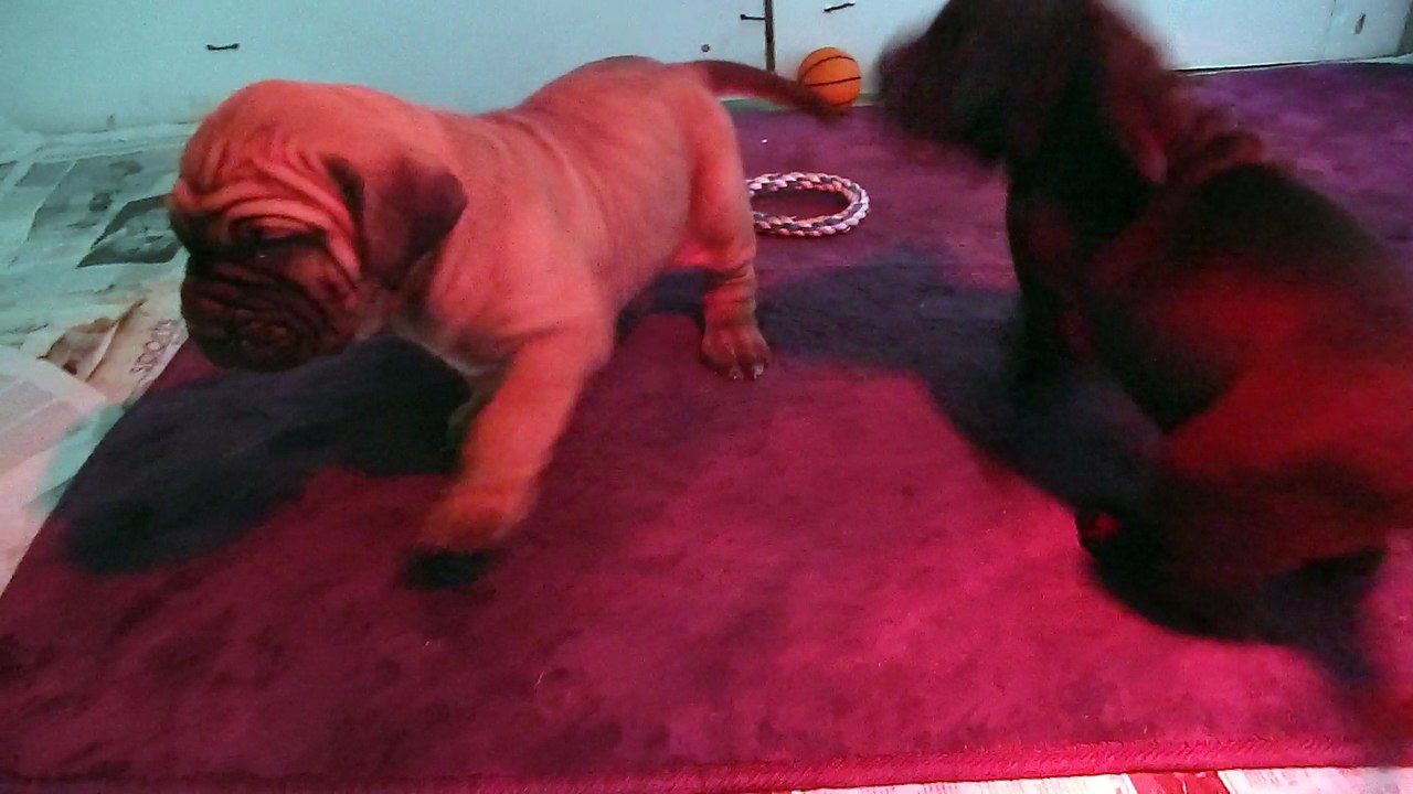 Mes Filas Brasileiro