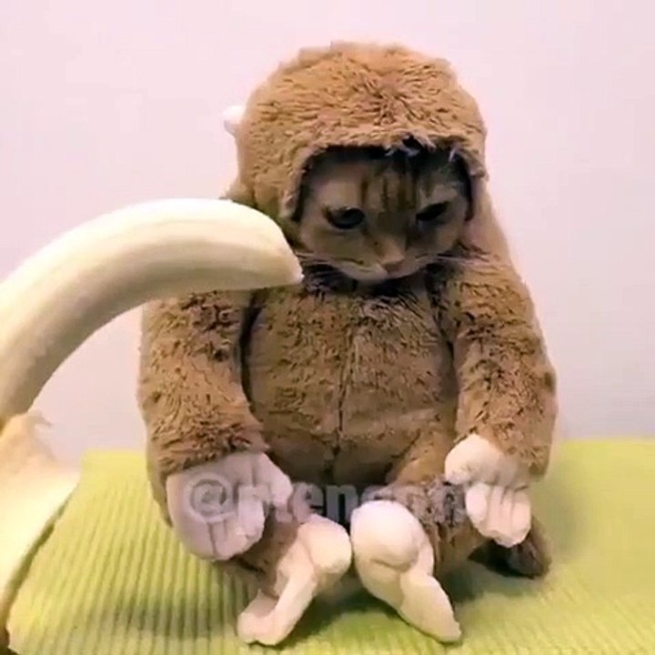 Hahaha lucu ... monyet atau kucing ?? - Prank, Comedy, Entertainment, Fun