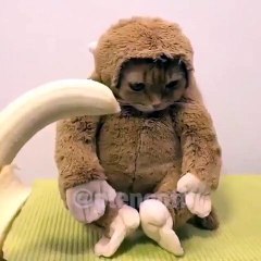 Hahaha lucu ... monyet atau kucing ?? - Prank, Comedy, Entertainment, Fun
