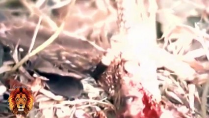 The Best of Eagle Attacks Caught on Video - Most Amazing Wild Animal Fights -