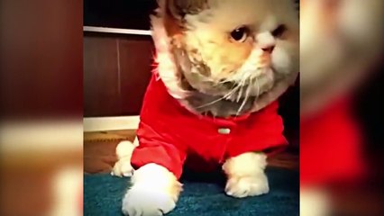 Gatinhos dançando - funny cat dance compilation