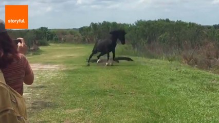 Horse Stomps on Alligator During Attack