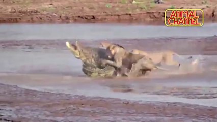 Büyük Kedilerin En Güzel Av ve Saldırı Derlemesi