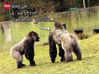 Meet the Gorilla Who Walks Upright Like a Man