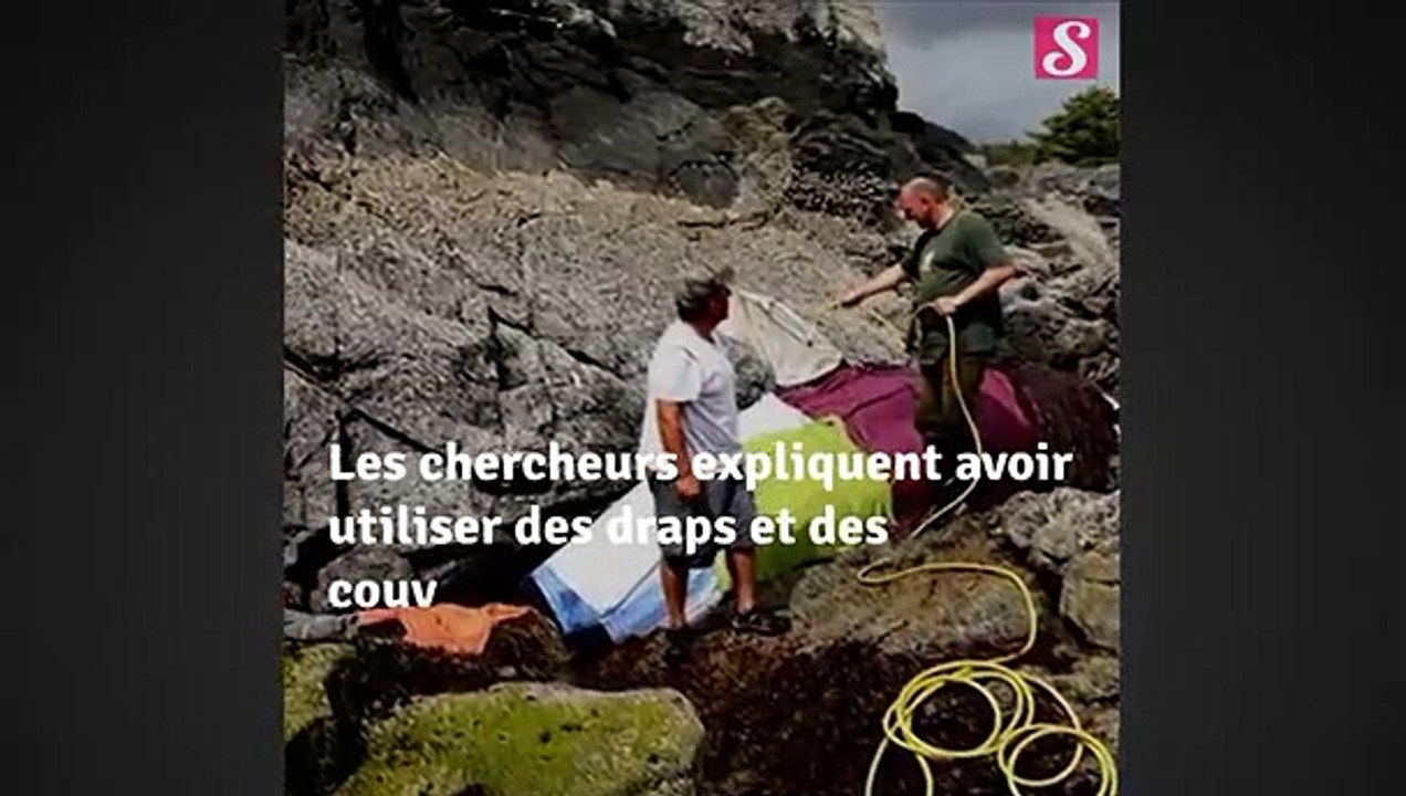 Ils sauvent une orque coincée sur les rochers