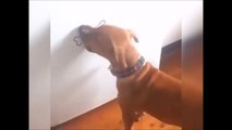 Ce chien essaie d'attraper un os dessiné sur le mur... FAIL
