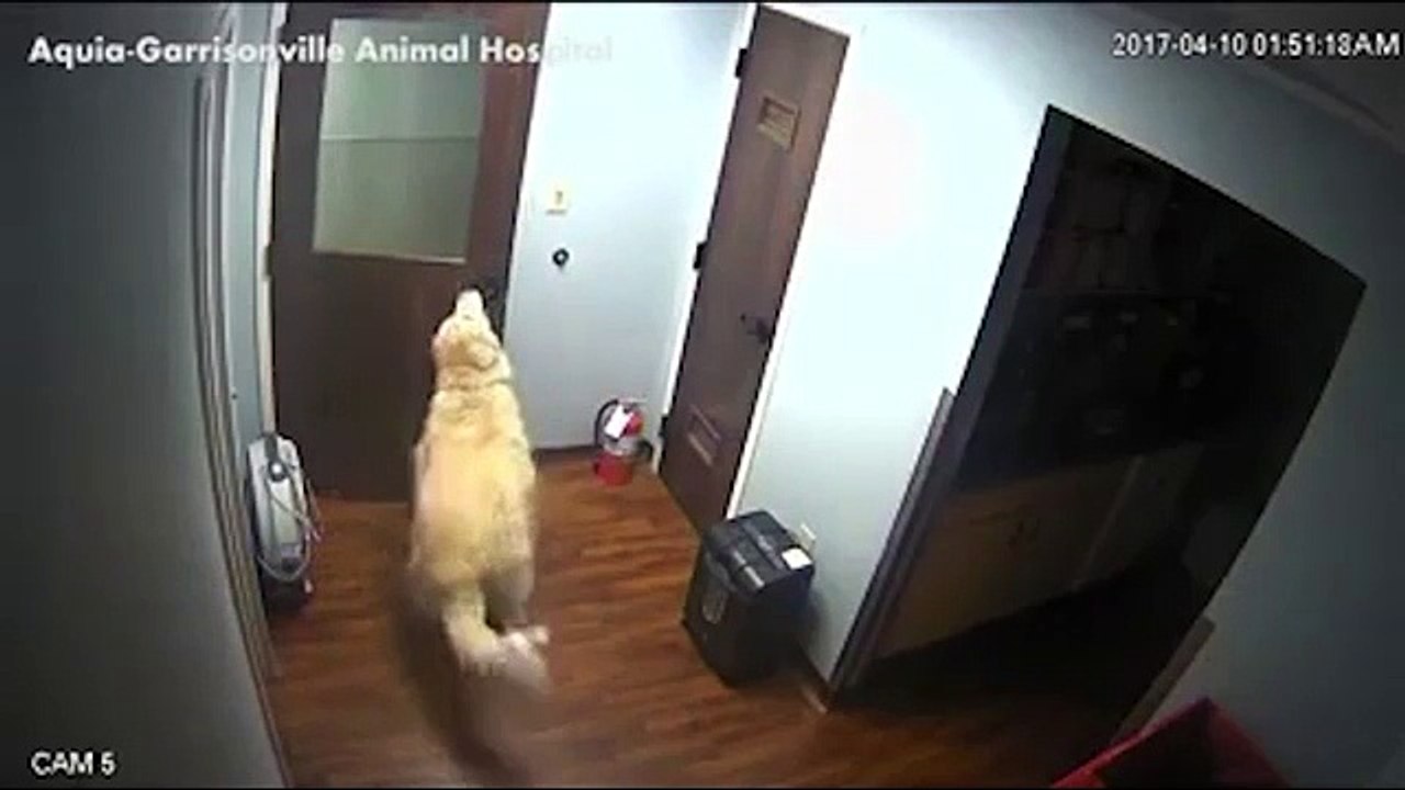 Pas moyen que je passe la nuit chez le véto moi.... Trop marrant le chien