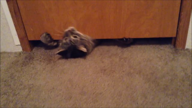 Ce gros chat va réussir à passer sous la porte... Gros mais souple!