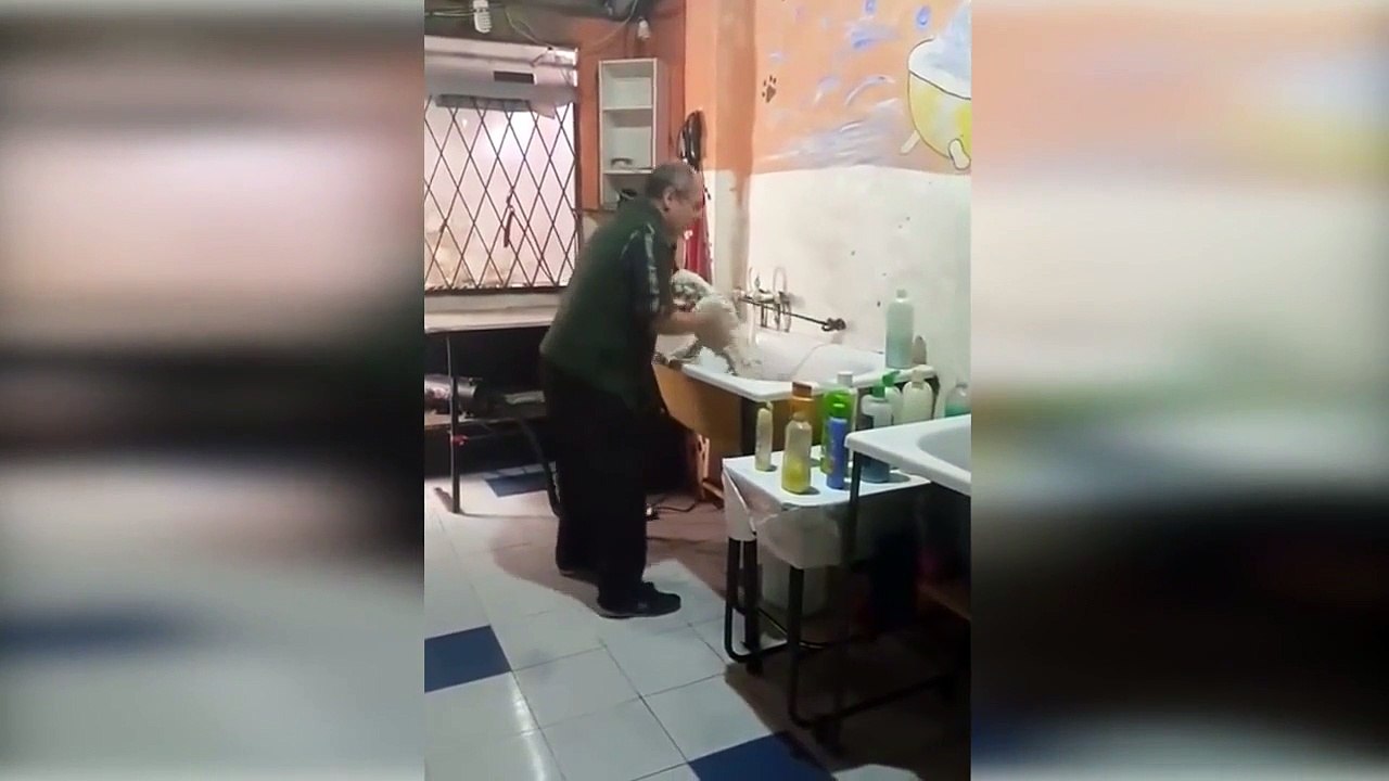 Ce toiletteur adore son boulot... Regardez le danser avec son chien