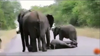 Les éléphants sont vraiment très solidaire
