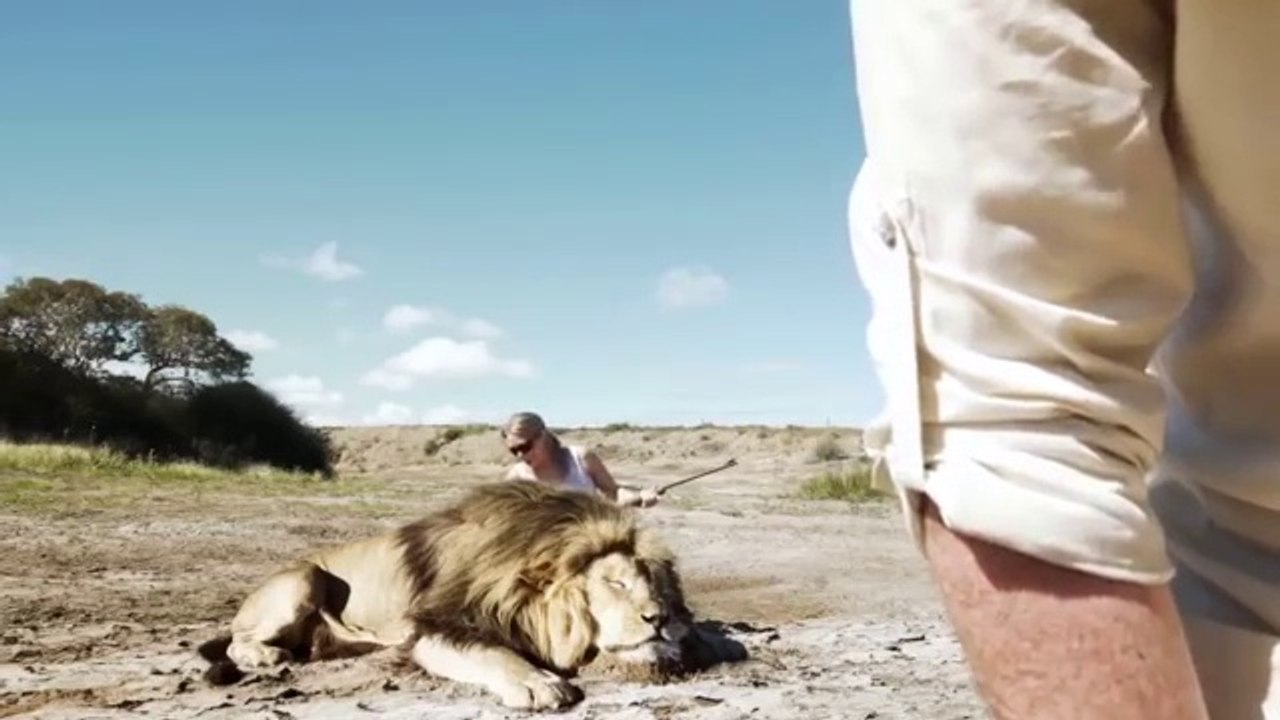 Des chasseurs punit pour avoir tué un lion.... karma strikes