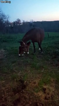 Ce cheval n'aime pas sa nouvelle peluche... Tiens, prend ça!