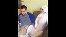 Quand ton chien se prend pour un humain... Un gros beauf même