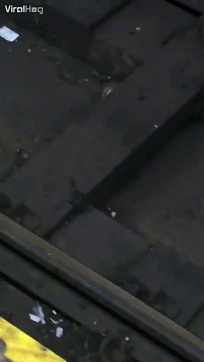 Les origines de Maitre Splinter des Tortues ninja... Ahaha