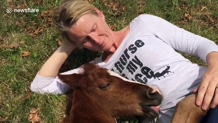 Foal takes nap on photographer during photoshoot
