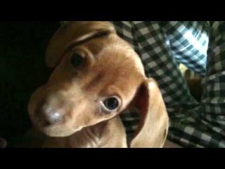 Dachshund Puppy Penny Looks Quizzically at Camera